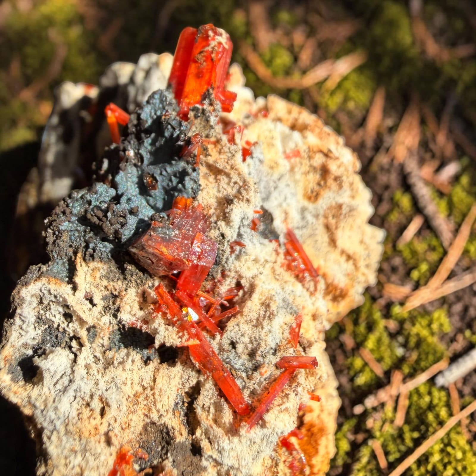 Crocoiet cluster uit Tasmanië - 2 - Afbeelding 6